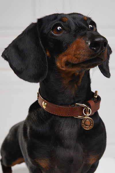 HC Studded Dog Collar (Chestnut)