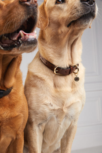 HC Classic Dog Collar (Chestnut & Tweed)