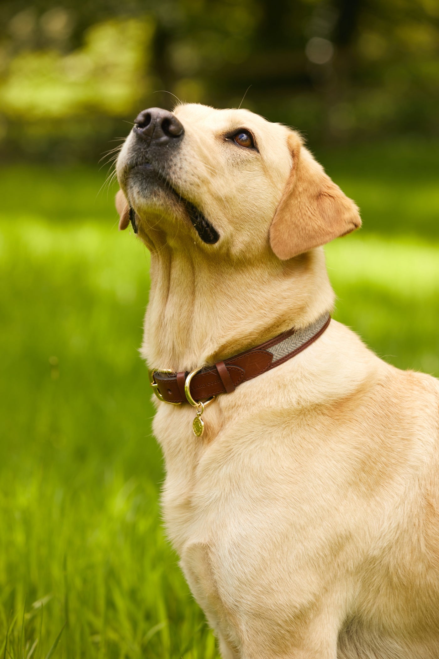 HC Classic Dog Collar (Chestnut & Tweed)