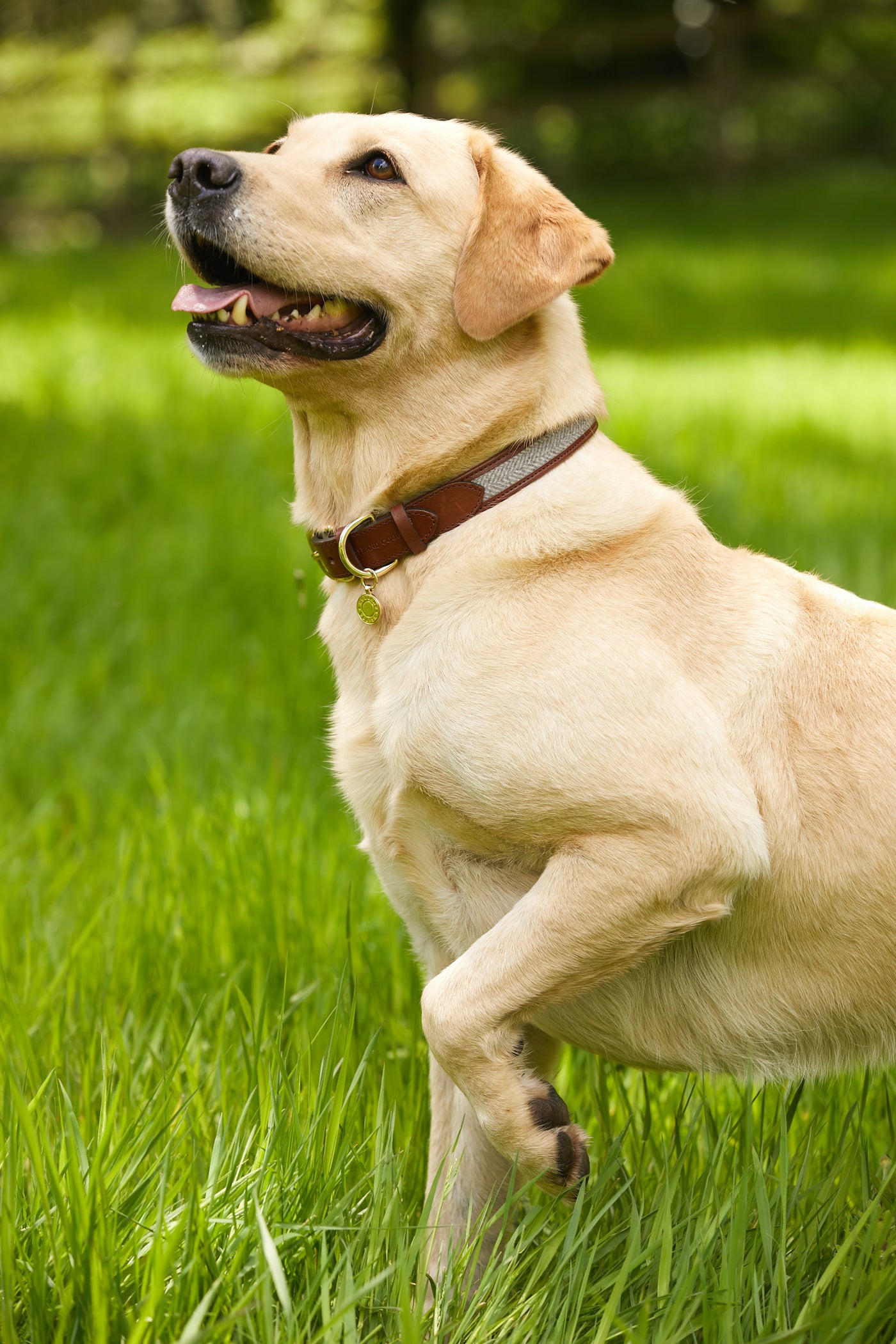 HC Classic Dog Collar (Chestnut & Tweed)