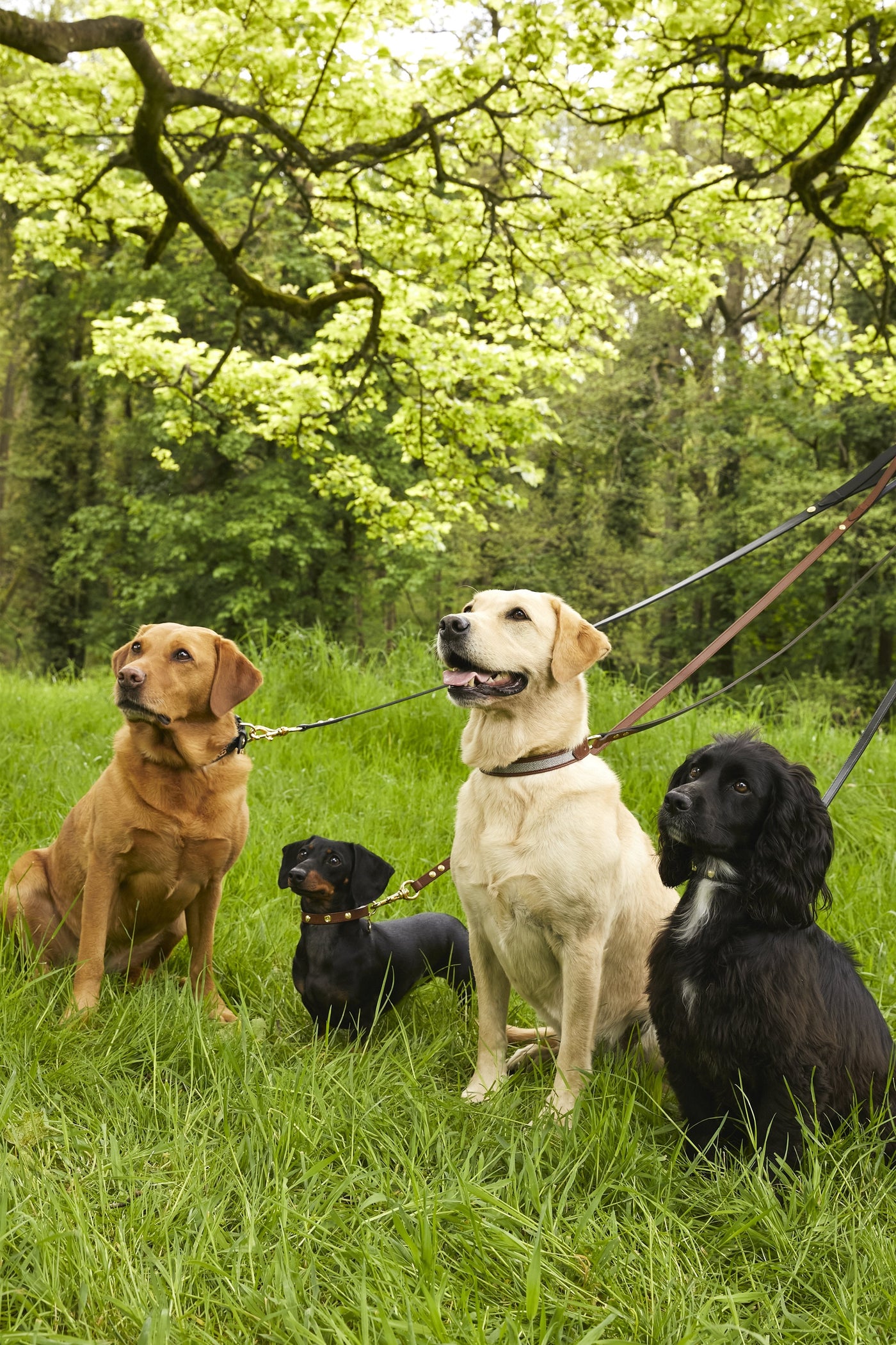 HC Slim Dog Lead (Chestnut)